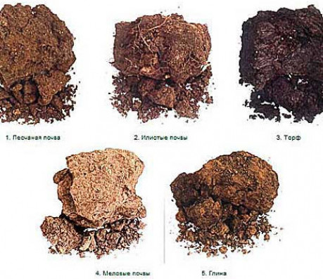Как определить вид почвы