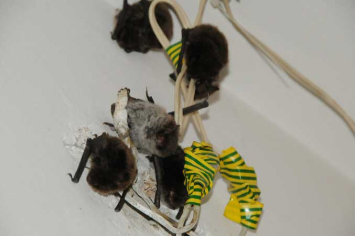 Как избавиться от мышей в доме в домашних условиях